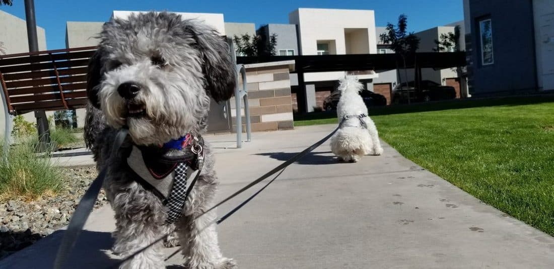 Best Pet Friendly Apartments Homes in Peoria AZ Fur Heart Pet Sitting